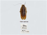 藏品(蜚蠊(2))的圖片
